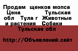    Продам  щенков мопса › Цена ­ 18 000 - Тульская обл., Тула г. Животные и растения » Собаки   . Тульская обл.